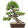 Japanese black pine, Bonsai, 35 years, 70cm