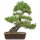 Japanese black pine, Bonsai, 35 years, 70cm