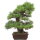 Japanese black pine, Bonsai, 45 years, 77cm