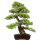 Japanese black pine, Bonsai, 50 years, 99cm