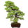 Japanese black pine, Bonsai, 50 years, 99cm