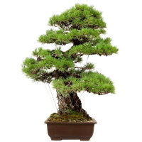 Japanese black pine, Bonsai, 50 years, 95cm