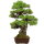 Japanese black pine, Bonsai, 50 years, 95cm