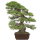 Japanese black pine, Bonsai, 50 years, 87cm