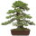 Japanese black pine, Bonsai, 50 years, 87cm