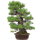 Japanese black pine, Bonsai, 50 years, 86cm