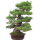 Japanese black pine, Bonsai, 50 years, 86cm