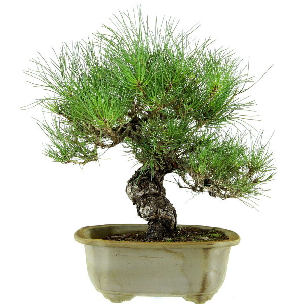 Japanese black pine, Bonsai, 18 years, 43cm