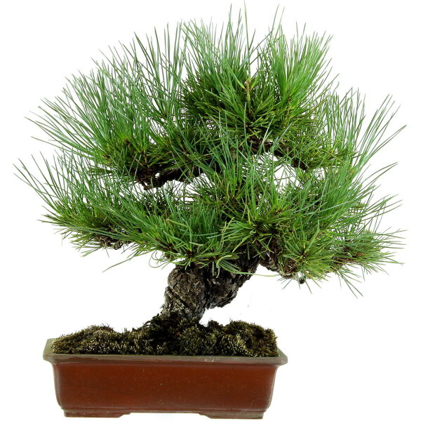 Japanese black pine, Bonsai, 18 years, 37cm