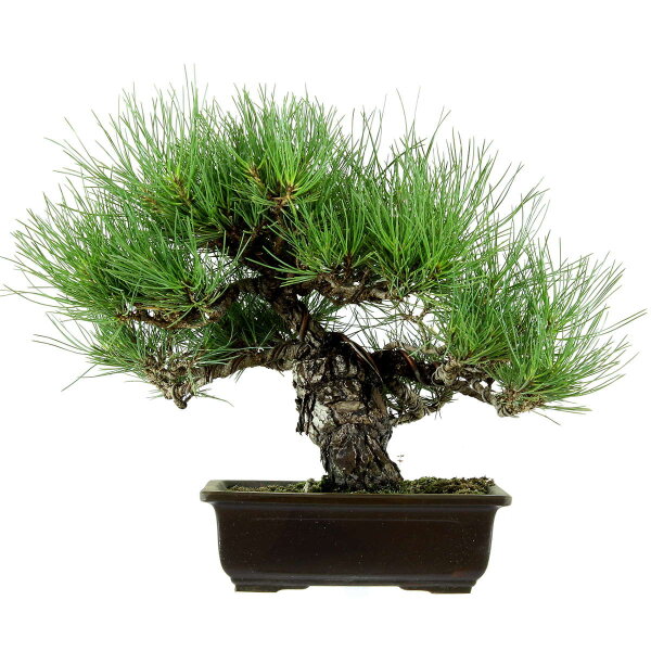 Japanese black pine, Bonsai, 18 years, 40cm
