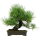 Japanese black pine, Bonsai, 18 years, 41cm