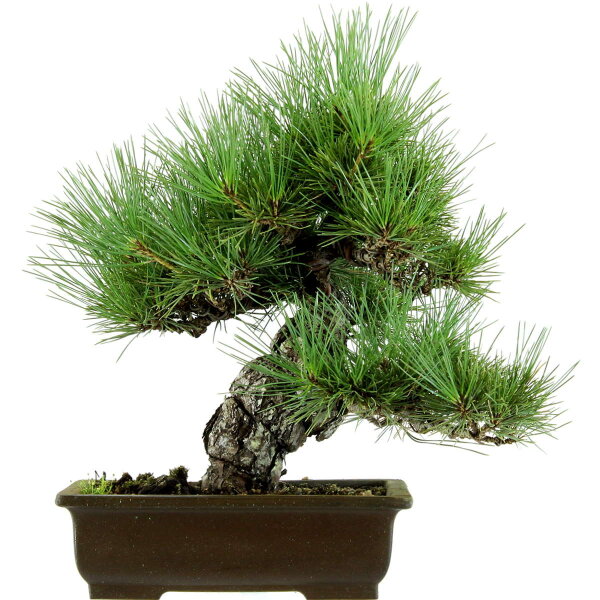 Japanese black pine, Bonsai, 18 years, 39cm
