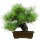 Japanese black pine, Bonsai, 18 years, 40cm
