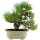 Japanese black pine, Bonsai, 18 years, 42cm