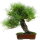 Japanese black pine, Bonsai, 18 years, 43cm