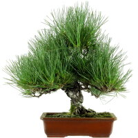Japanese black pine, Bonsai, 18 years, 41cm