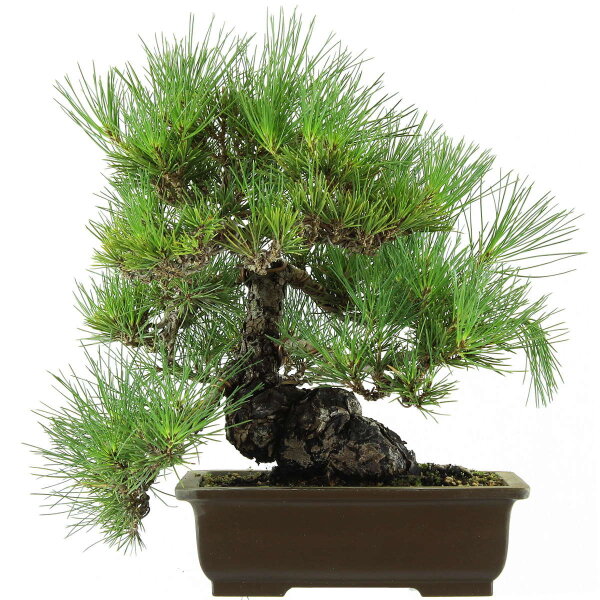 Japanese black pine, Bonsai, 18 years, 44cm