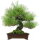 Japanese black pine, Bonsai, 18 years, 48cm
