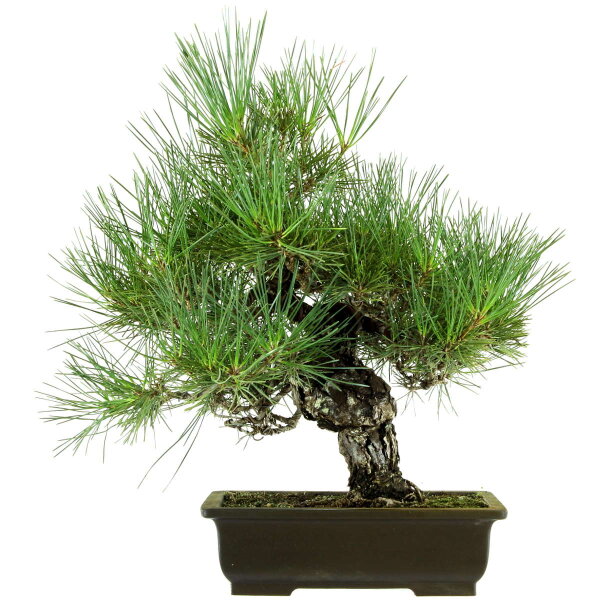 Japanese black pine, Bonsai, 18 years, 49cm
