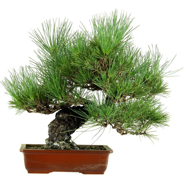 Japanese black pine, Bonsai, 18 years, 42cm