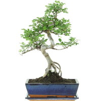 Chinese elm, Bonsai, 12 years, 49cm