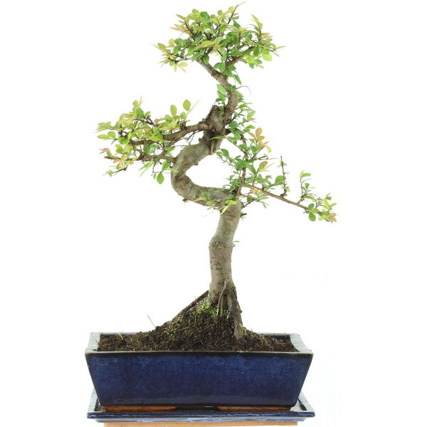 Chinese elm, Bonsai, 12 years, 50cm