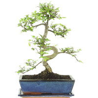 Chinese elm, Bonsai, 12 years, 45cm