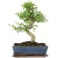 Chinese elm, Bonsai, 12 years, 43cm