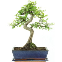 Chinese elm, Bonsai, 12 years, 45cm
