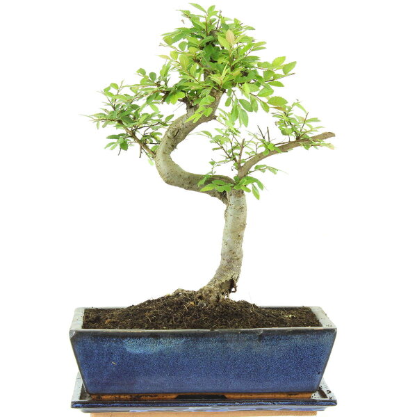 Chinese elm, Bonsai, 12 years, 41cm