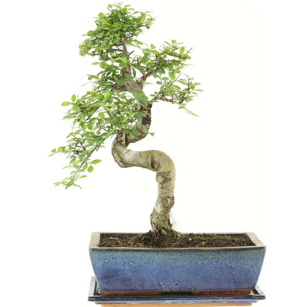 Chinesische Ulme, Bonsai, 12 Jahre, 45cm