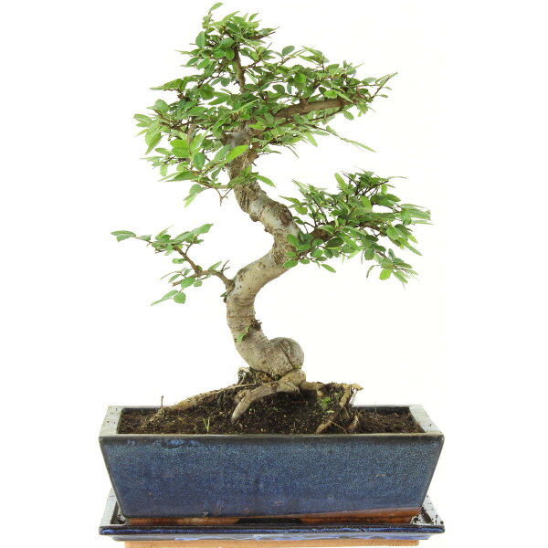 Chinese elm, Bonsai, 12 years, 42cm