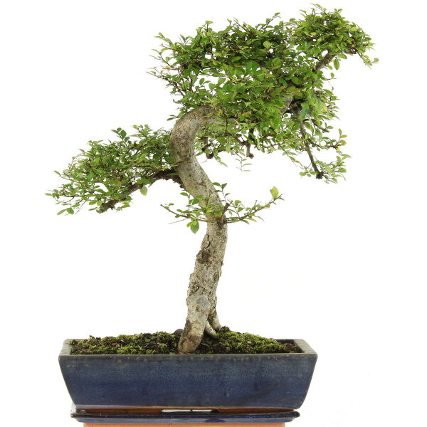 Chinese elm, Bonsai, 14 years, 53cm