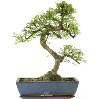 Chinese elm, Bonsai, 14 years, 52cm