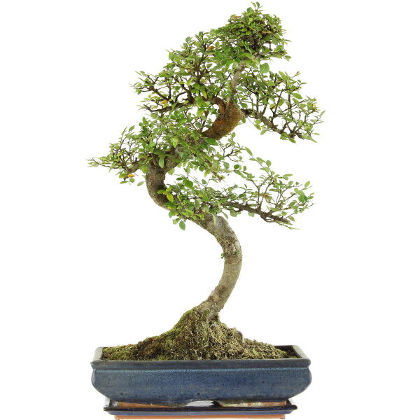 Chinese elm, Bonsai, 14 years, 62cm