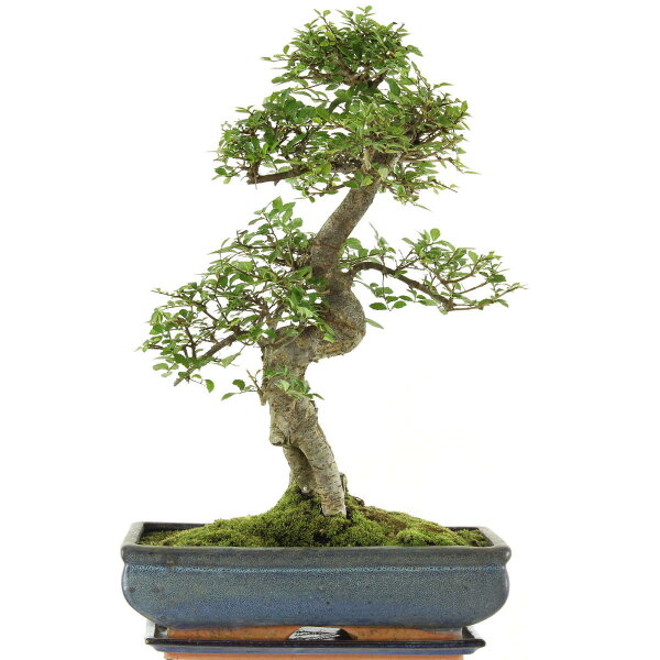 Chinese elm, Bonsai, 14 years, 55cm
