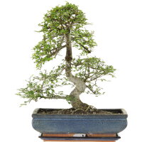 Chinese elm, Bonsai, 14 years, 50cm