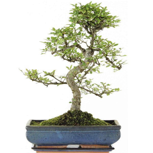 Chinese elm, Bonsai, 14 years, 53cm
