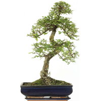 Chinese elm, Bonsai, 14 years, 64cm