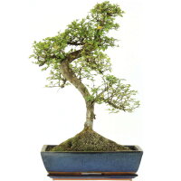 Chinese elm, Bonsai, 14 years, 58cm
