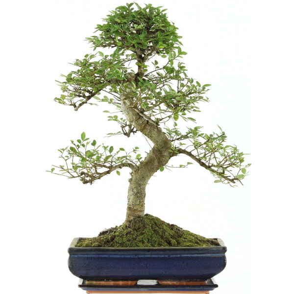 Chinese elm, Bonsai, 14 years, 60cm