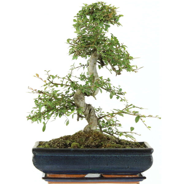 Chinese elm, Bonsai, 14 years, 51cm