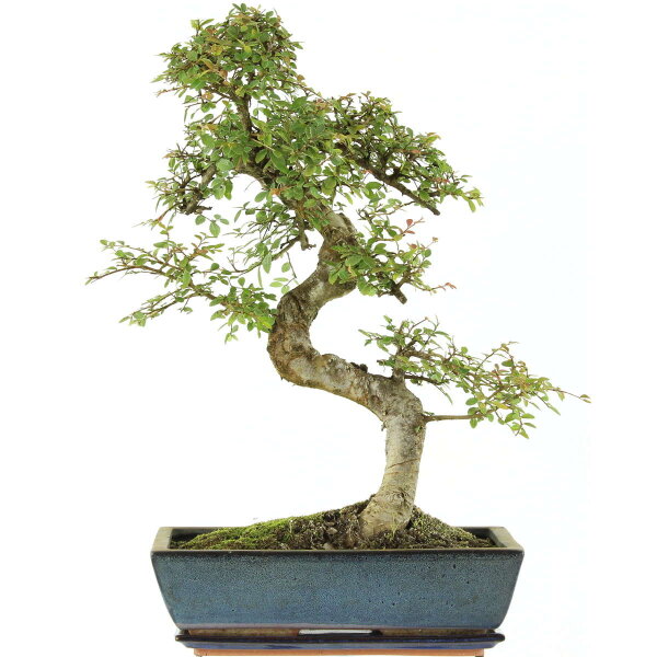 Chinese elm, Bonsai, 14 years, 58cm