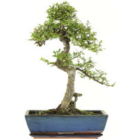 Chinese elm, Bonsai, 14 years, 54cm