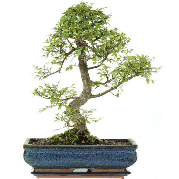 Chinese elm, Bonsai, 14 years, 51cm