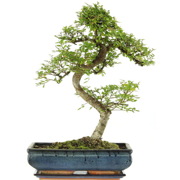 Chinese elm, Bonsai, 14 years, 56cm
