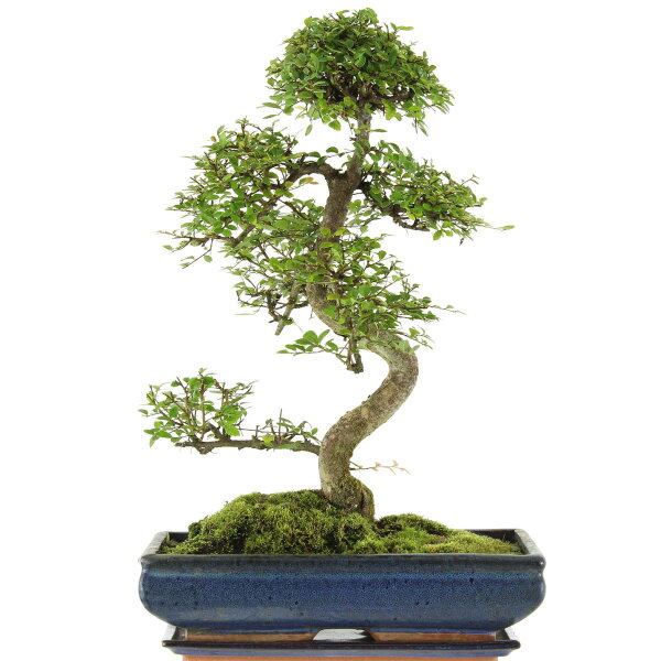 Chinese elm, Bonsai, 14 years, 54cm