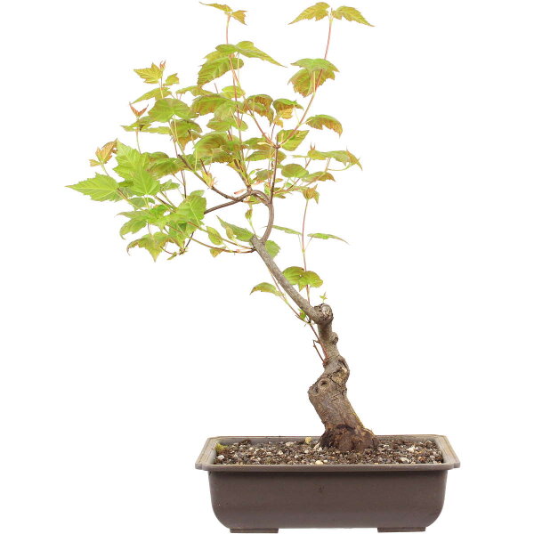 Acero ginnala, Bonsai, 10 anni, 47cm