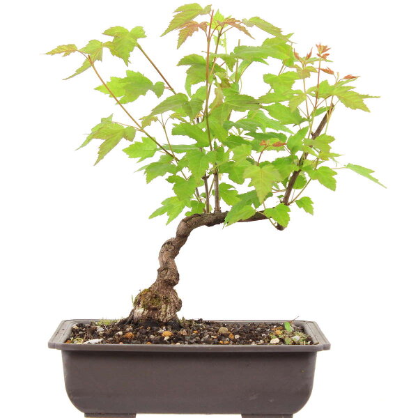 Amur maple, Bonsai, 10 years, 36cm