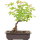 Acero ginnala, Bonsai, 10 anni, 36cm